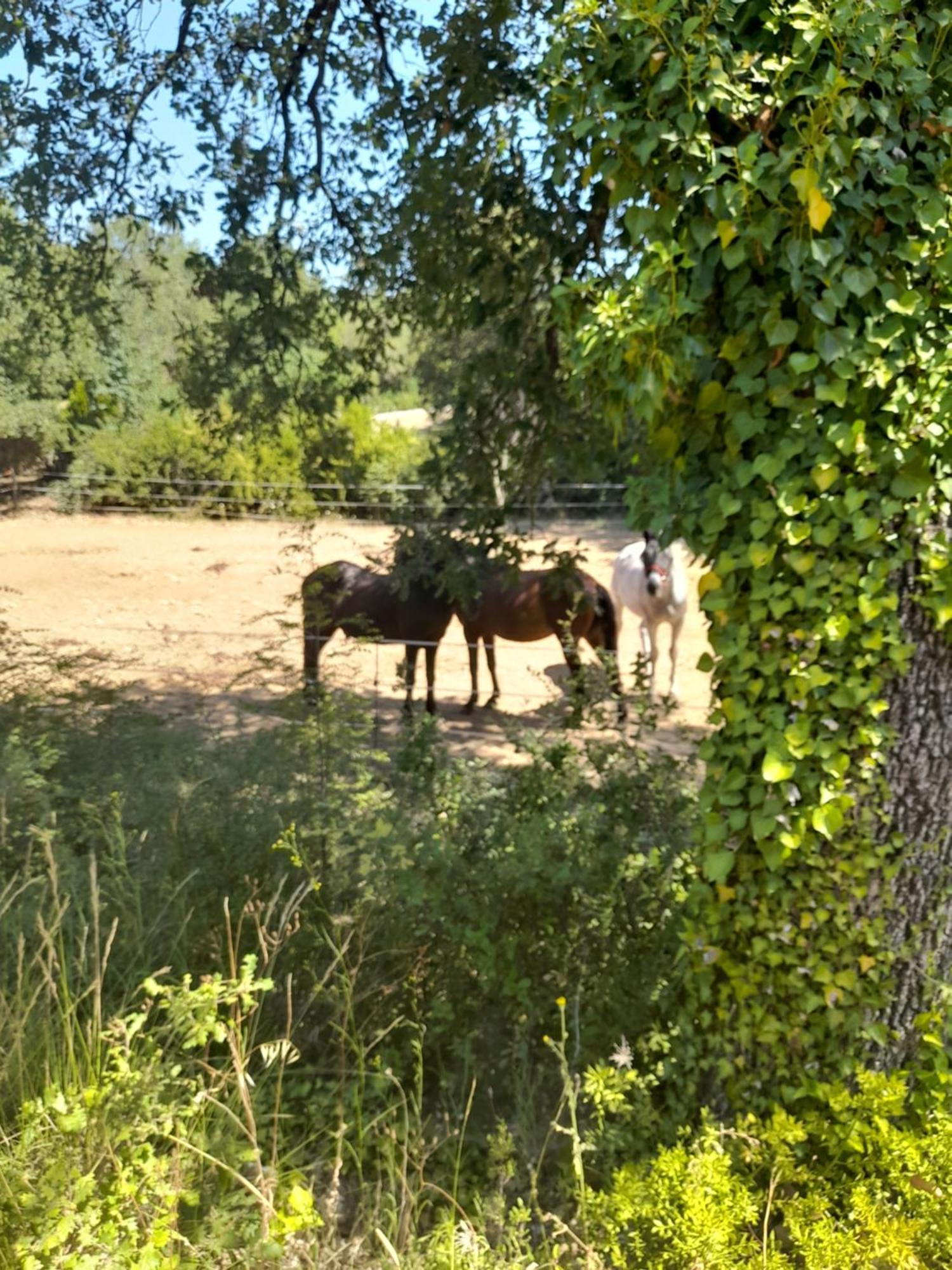 L Etrier Villa Lorgues Dış mekan fotoğraf